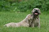 CANE CORSO 1086